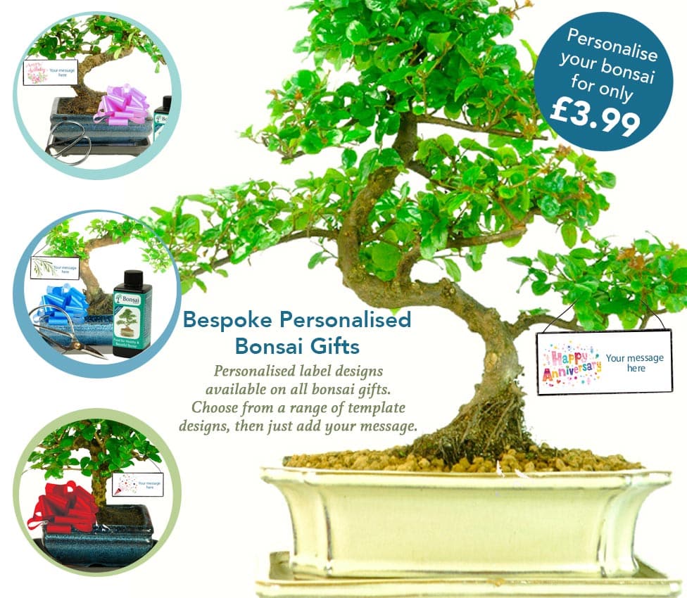 Personalise your Bonsai Tree Gift