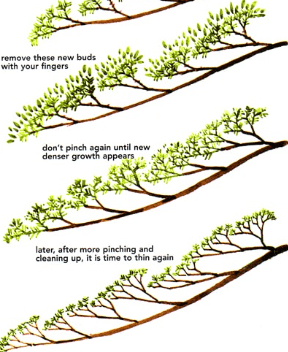 Bonsai tree ramification