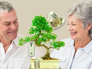 Bonsai Tree - Anniversary Gifts