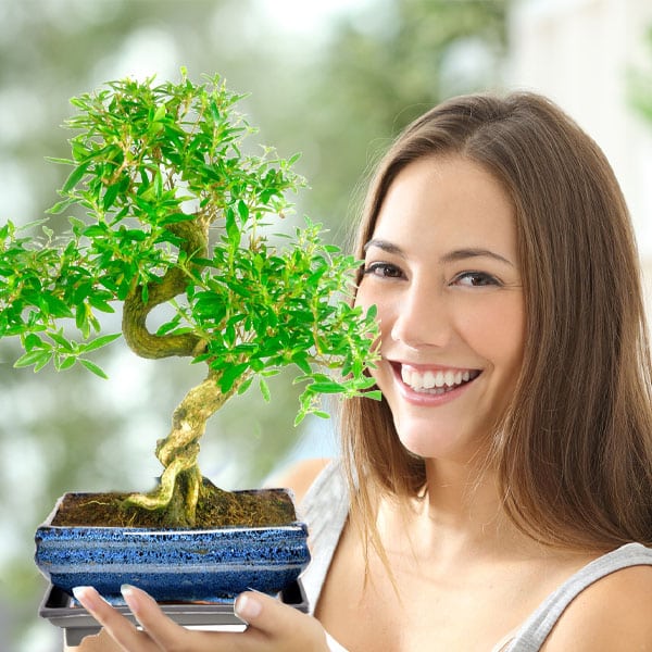 Indoor Bonsai Tree Collection - Best Sellers