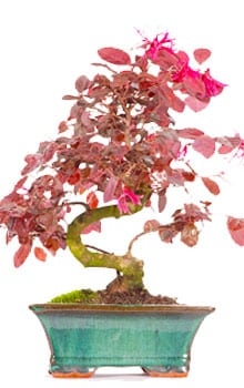Loropetalum Bonsai tree