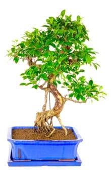 Ficus Bonsai tree