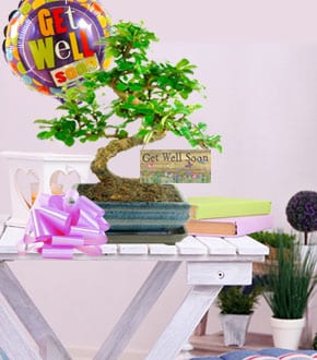 Bonsai Tree Gifts - Get Well Gifts
