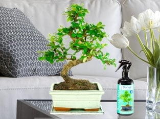 Monthly Bonsai Tree Offers & Promotions