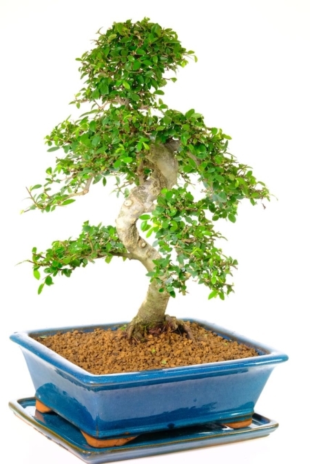 Bonsai at their best | Beautiful indoor bonsai for beginners