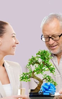 Bonsai Tree Gifts - Retirement Gifts