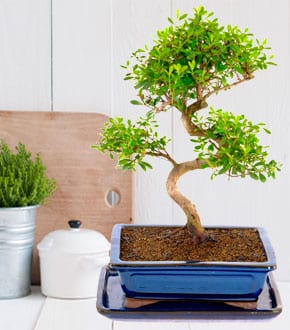 Syzygium Bonsai Tree