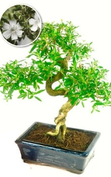 Serissa Bonsai Tree