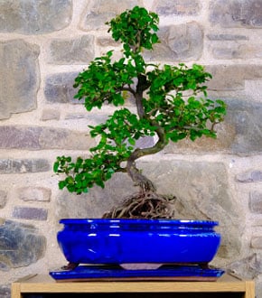 Sageretia Bonsai Tree