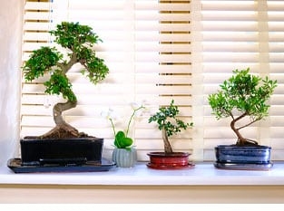 Mini Bonsai Tree Collection 