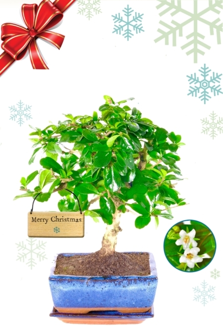 Dwarf Evergreen Christmas Bonsai tree for sale with white flowers