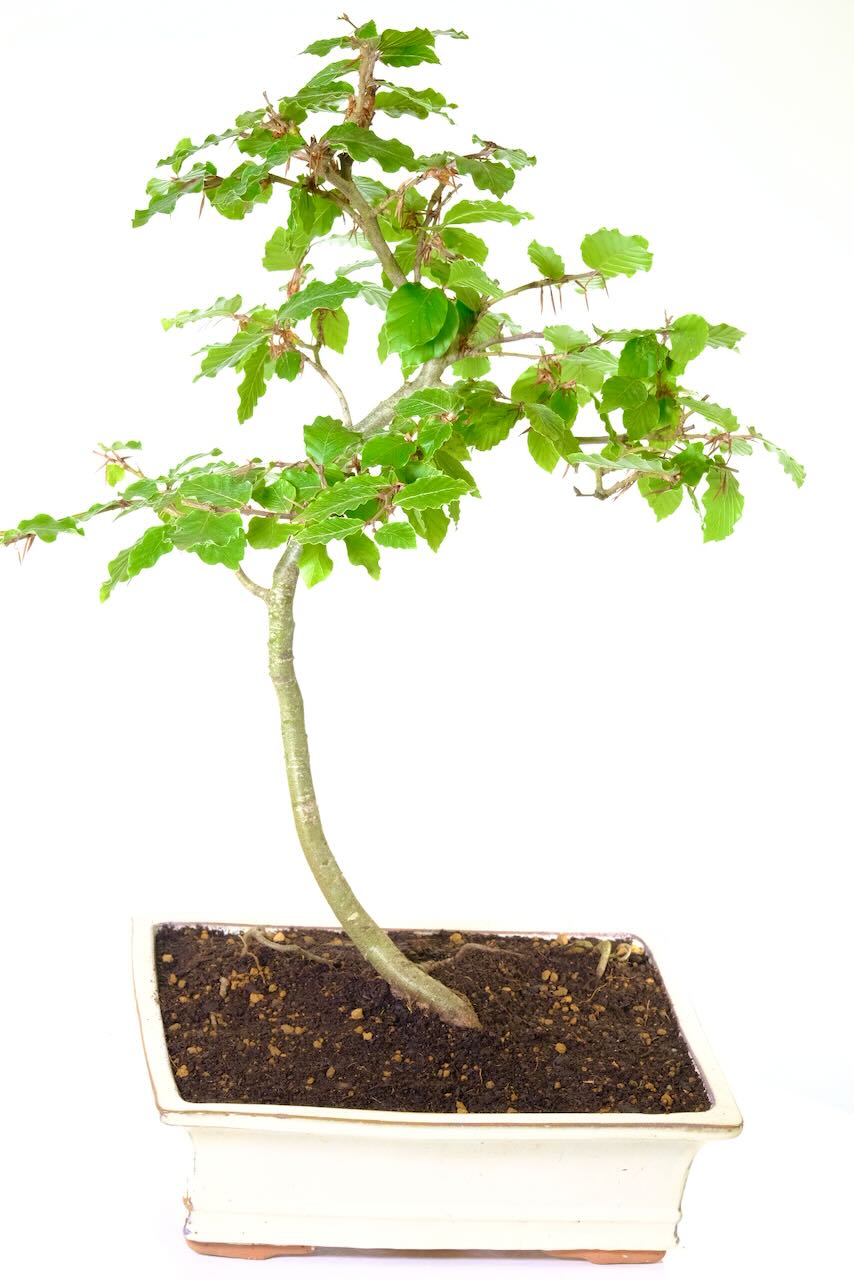 Discover tranquility with our meticulously crafted Beech Bonsai, featuring a serene, evenly distributed foliage canopy.