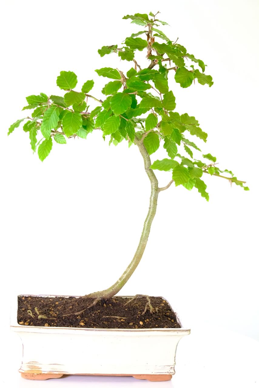 Celebrate nature's beauty with our Beech Bonsai's stunning veined leaves and vibrant autumn colours, perfect for your garden.