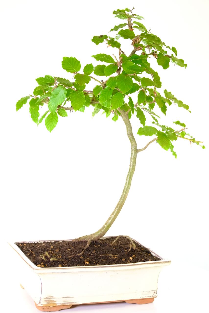 Perfect for beginners, our Beech Bonsai requires minimal maintenance, offering a rewarding introduction to the art of bonsai cultivation.