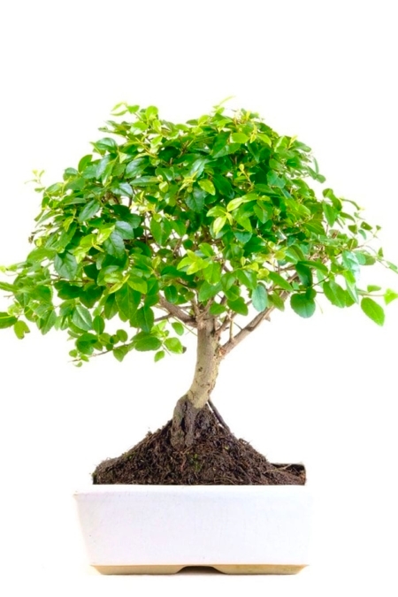 Woodland style Chinese Sweet Plum in White/cream pot