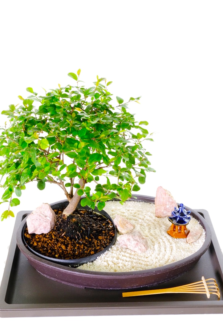 JAPANESE BONSAI ZEN GARDEN - CONTEMPLATION