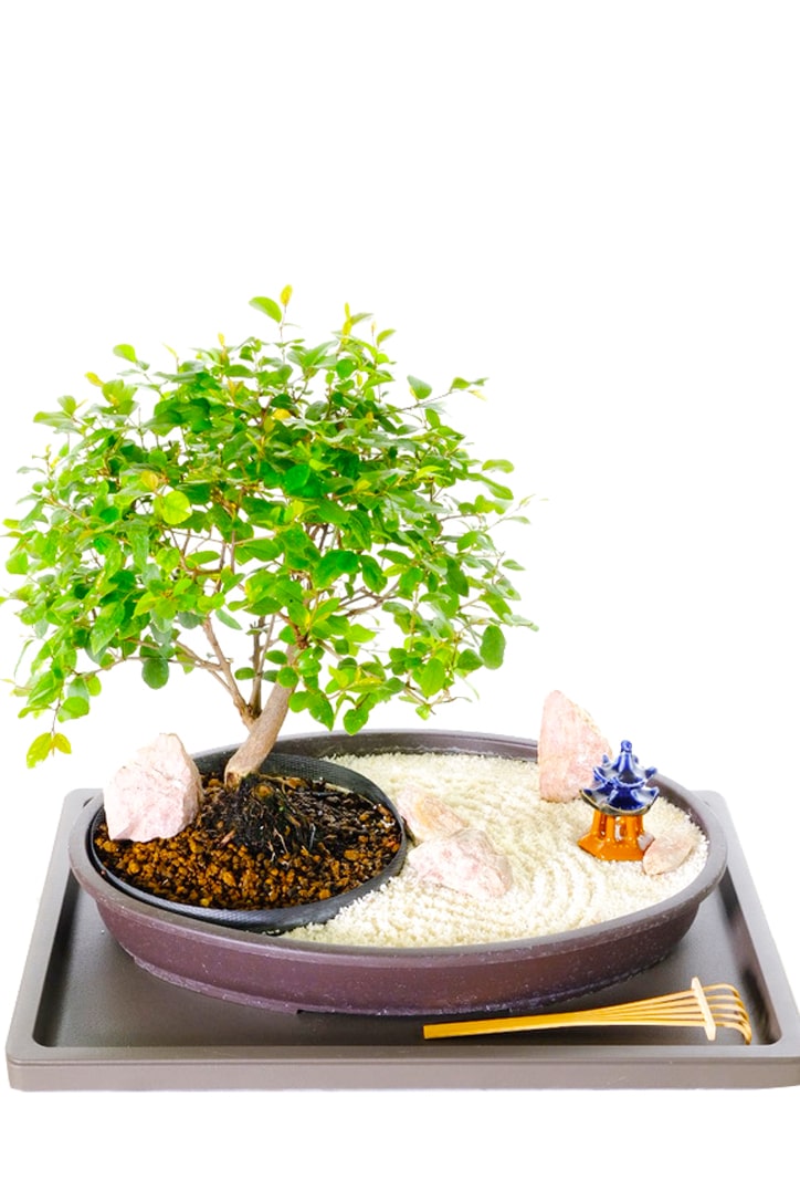 FRUITING ZEN BONSAI GARDEN WITH TEMPLE