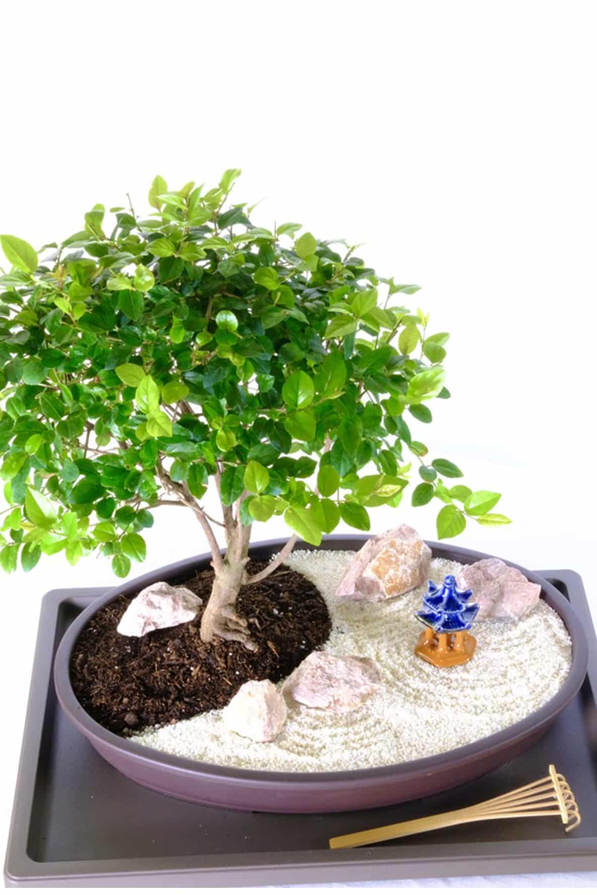 Zen Garden of contemplation