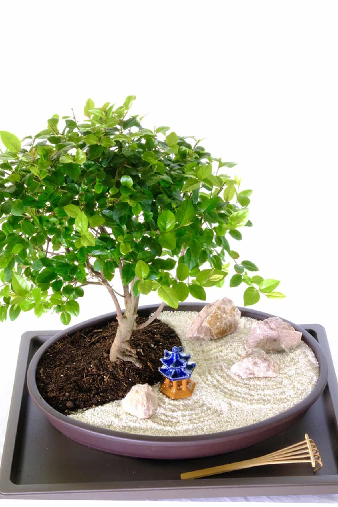 Zen garden with ornate glazed pergola