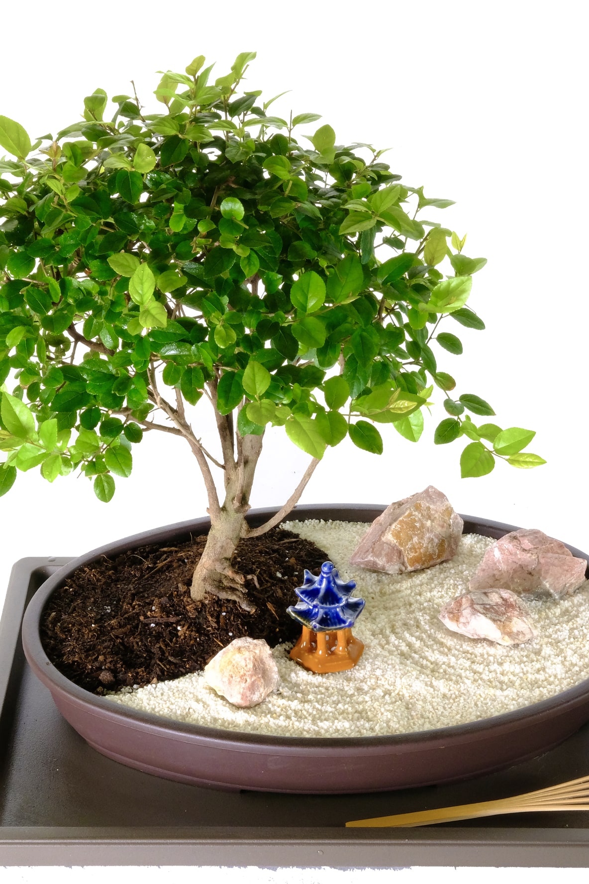 Oriental bonsai zen garden for sale with temple