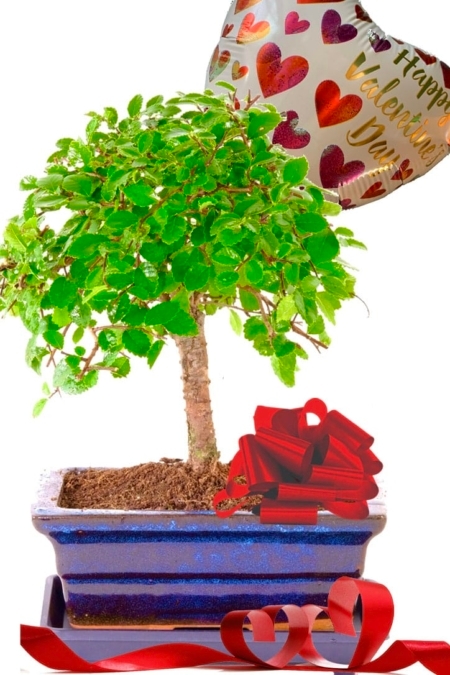Woodland-Style Valentines Day Chinese Elm bonsai UK