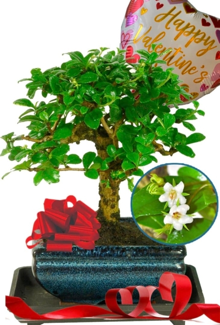 Broom-style Fukien Tea Tree flowering bonsai Valentines Day Gift UK