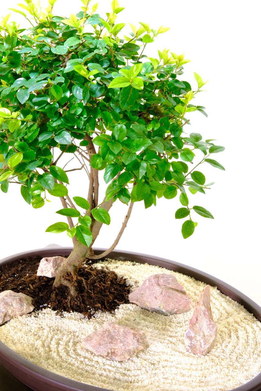 Free next working day delivery to most areas