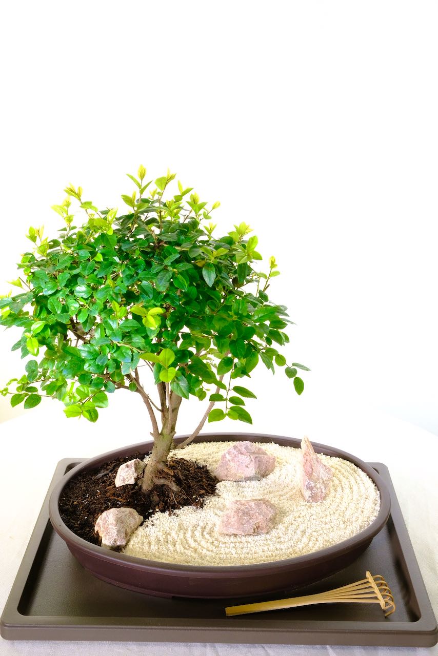 Zen bonsai garden - garden of peace