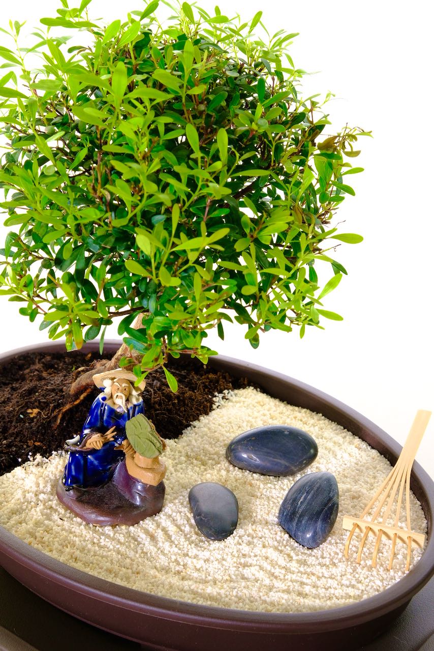 Syzygium buxifolium zen bonsai garden for beginners