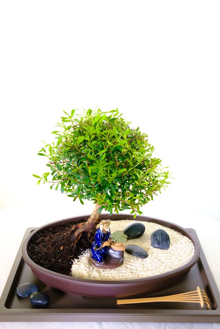 Free delivery next day to most of the UK inc. London & Edinburgh