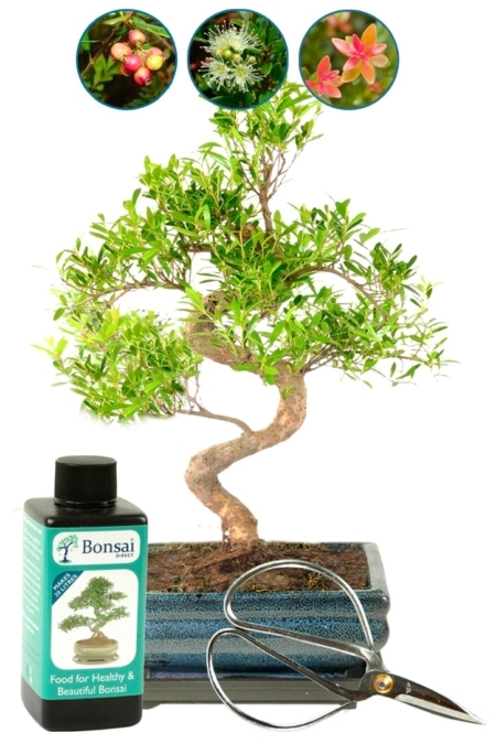 Roseapple Myrtle fruiting and flowering bonsai for sale UK