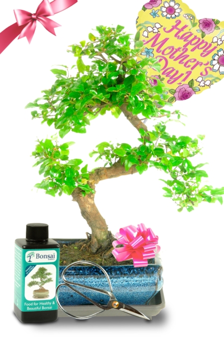 Fruiting Chinese Sweet Plum Mother's Day Bonsai Gift