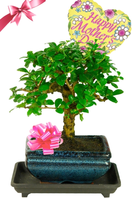 Flowering Mother's Day Gifts | Woodland-Style Bonsai Tree