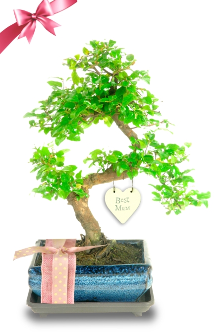 Twisty Sweet Plum Mother's Day Bonsai Tree Gift