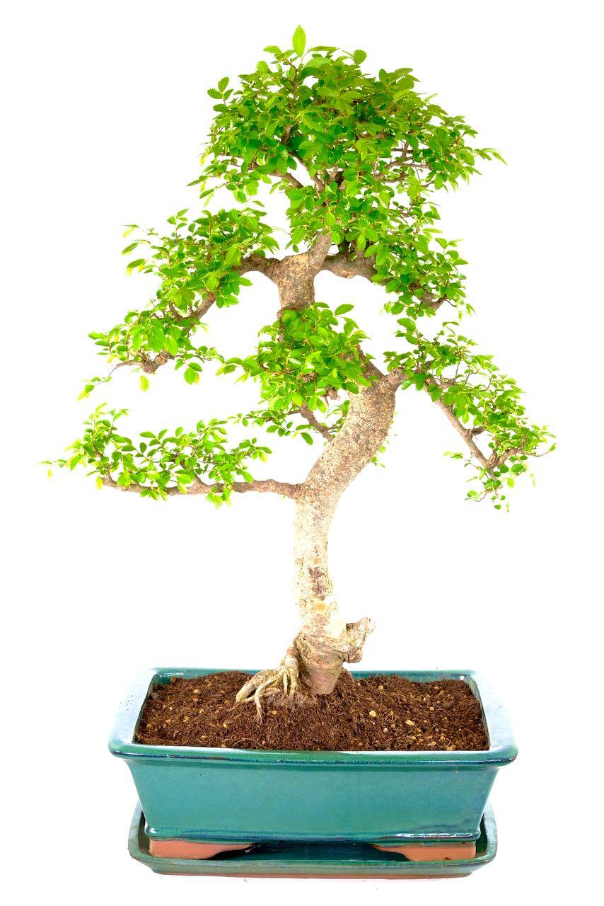 Massive Mega Beginners Indoor Bonsai - Outstanding
