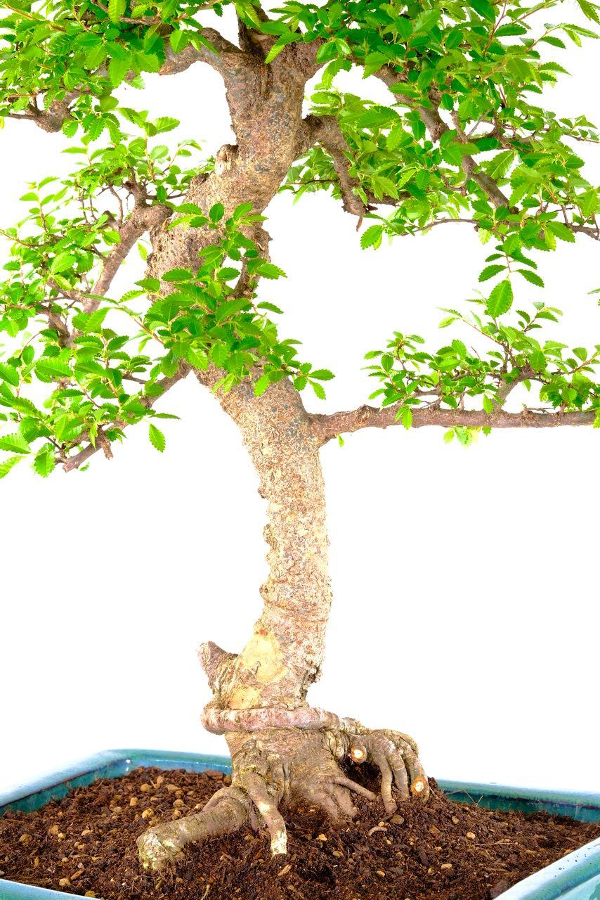 Massive Mega Beginners Indoor Bonsai - Outstanding