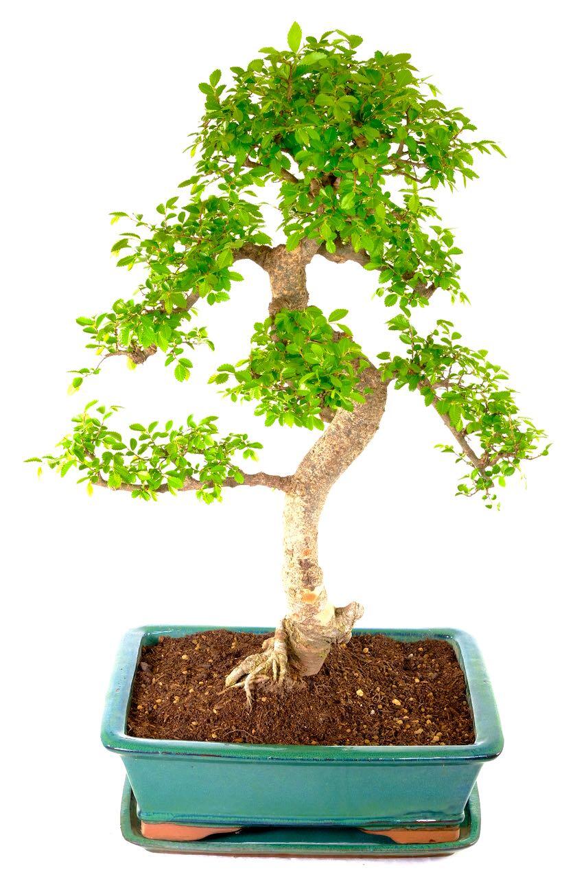 Massive Mega Beginners Indoor Bonsai - Outstanding