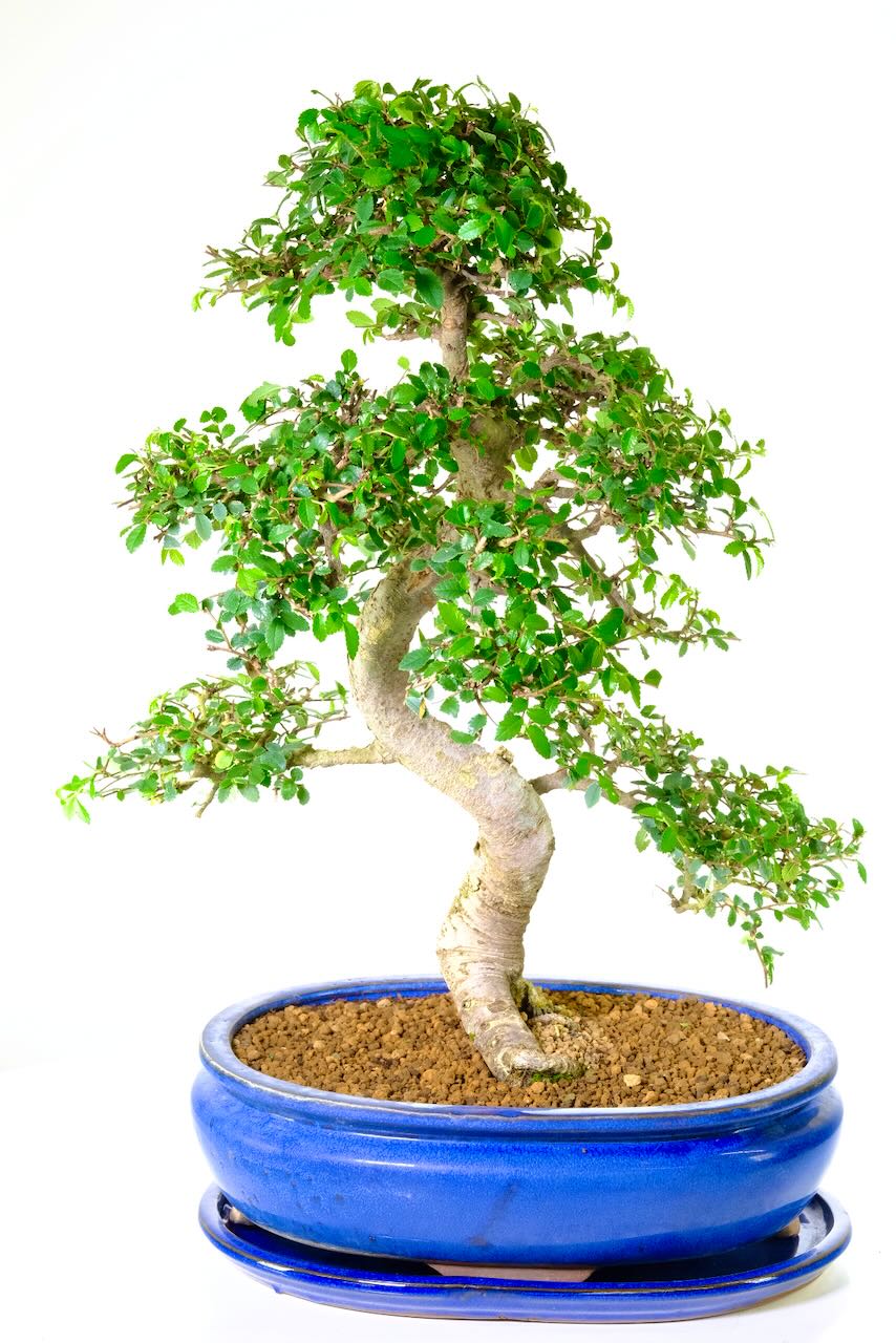 Extra-Large Chinese Elm Indoor Bonsai Tree for Sale | Perfect for Beginners