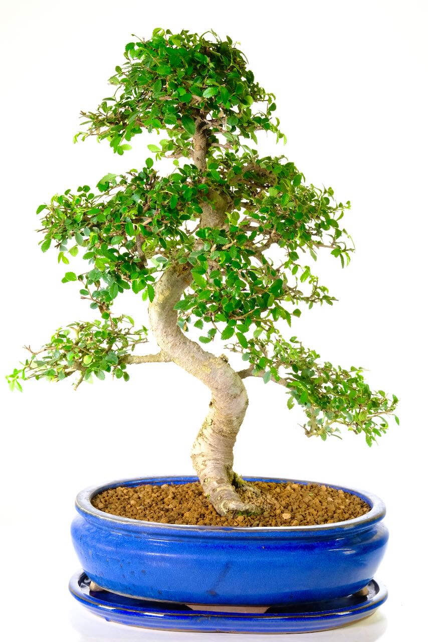 Astounding Natural Specimen Beginners Indoor Bonsai: Very Special Large Chinese Elm Bonsai for Sale