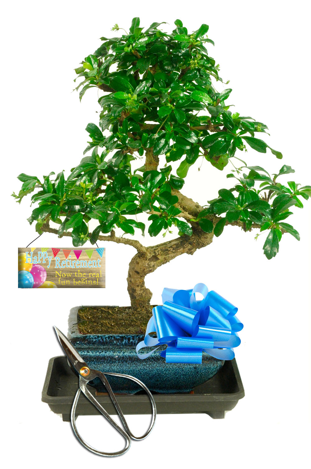 Flowering Fukien Tea Tree bonsai for sale UK