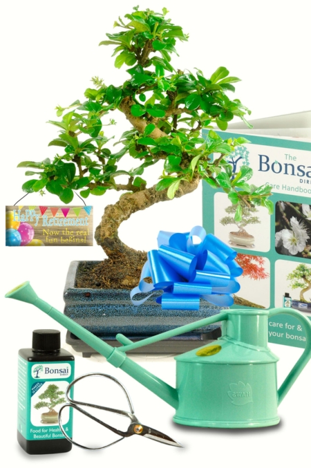 Fukien Tea Tree retirement bonsai kit for sale UK