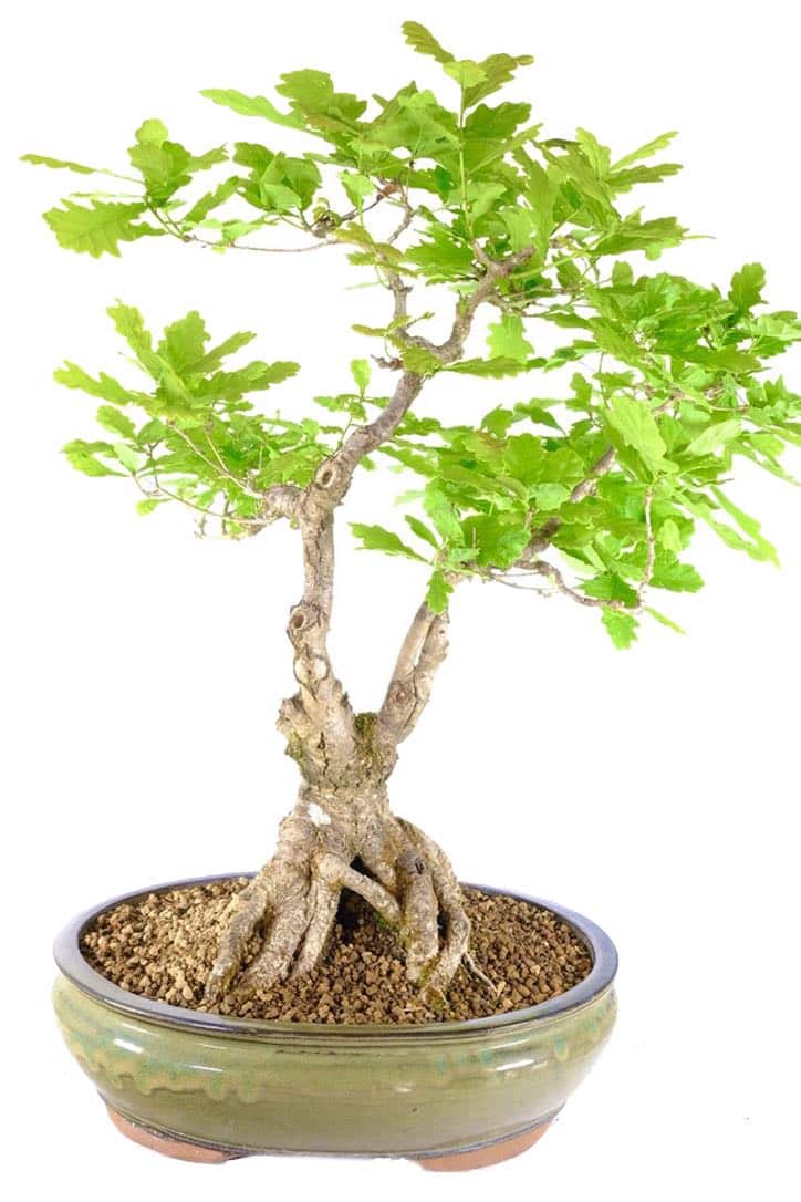 English oak Bonsai with sublime styling mature and full of character