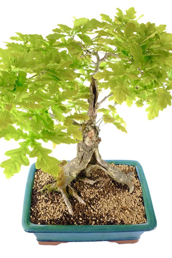 Beautiful green ceramic pot with quality Akadama soil