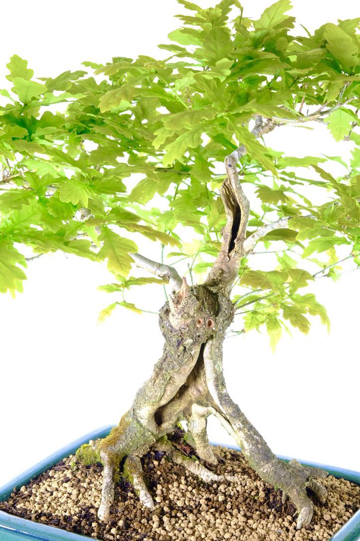 Captivating exposed root system