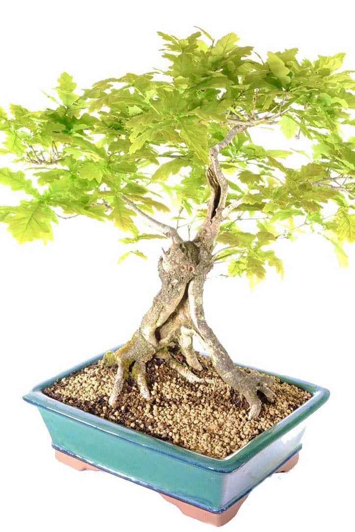 Free next working day delivery to London, Birmingham and Milton Keynes