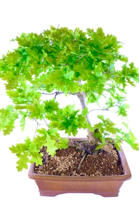 Fantastic English Oak outdoor bonsai for sale UK