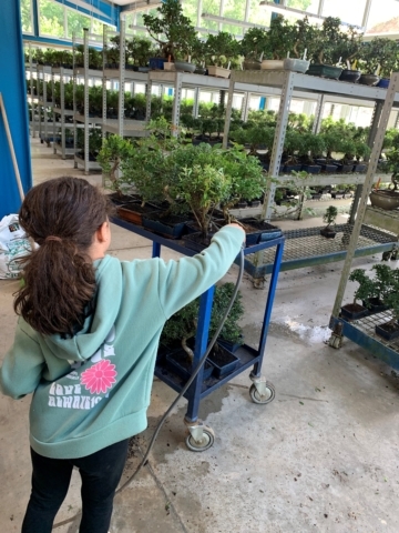 Bonsai are fun for the entire family!