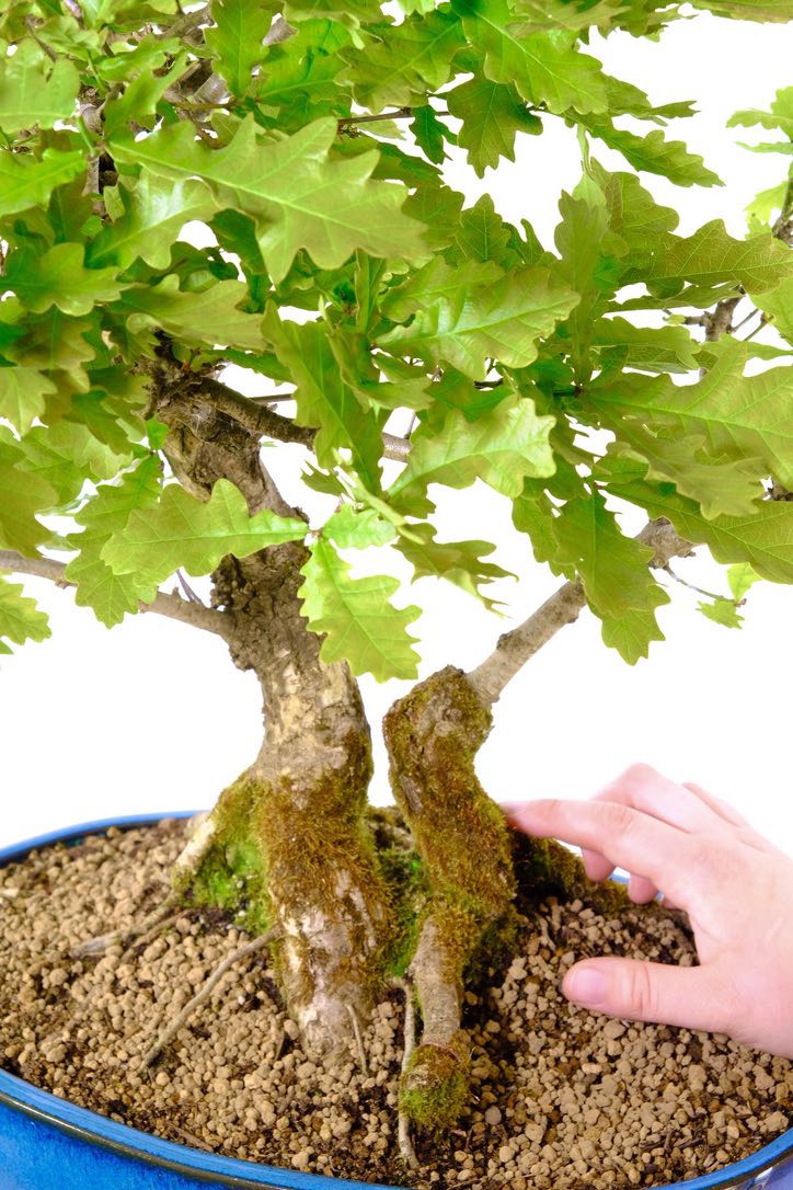 Phenomenal design throughout this bonsai