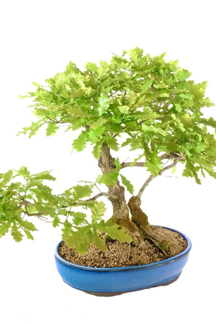 Fresh green leaves with lobed shape