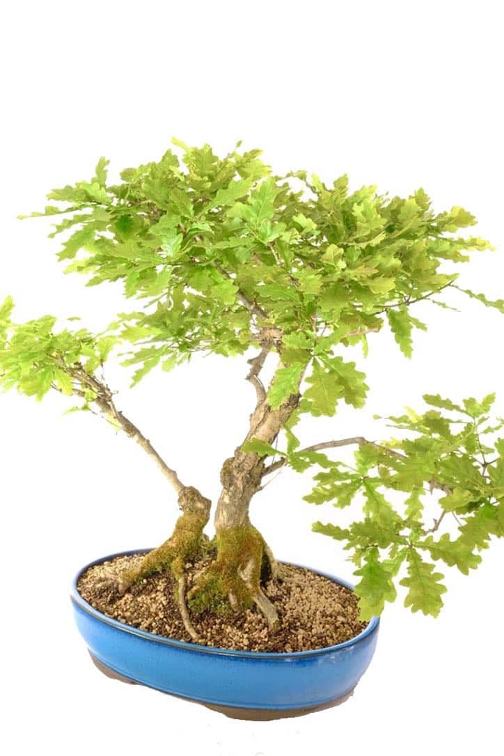 Exquisite exposed root system at the base of the trunk